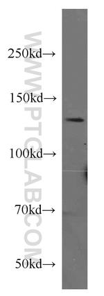 CTCF Antibody in Western Blot (WB)