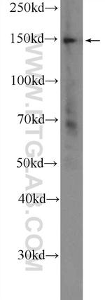 CTCF Antibody in Western Blot (WB)