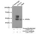 GATA1 Antibody in Immunoprecipitation (IP)