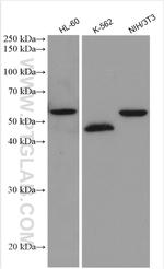 GATA1 Antibody in Western Blot (WB)