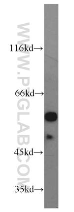 GATA1 Antibody in Western Blot (WB)