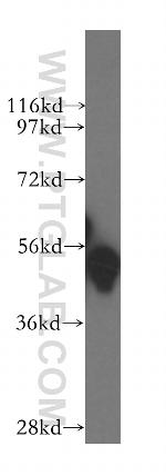 GATA1 Antibody in Western Blot (WB)