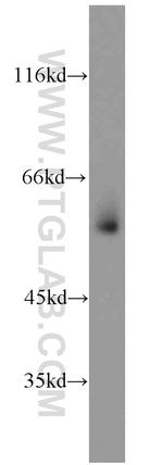 GATA1 Antibody in Western Blot (WB)