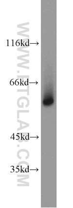 GATA1 Antibody in Western Blot (WB)