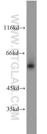 GATA1 Antibody in Western Blot (WB)