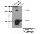 TAF9B Antibody in Immunoprecipitation (IP)