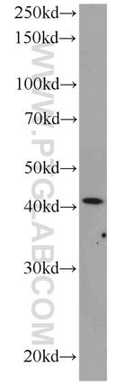 ARP2 Antibody in Western Blot (WB)