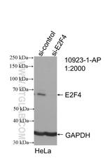 E2F4 Antibody in Western Blot (WB)