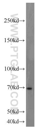 E2F4 Antibody in Western Blot (WB)