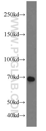 E2F4 Antibody in Western Blot (WB)