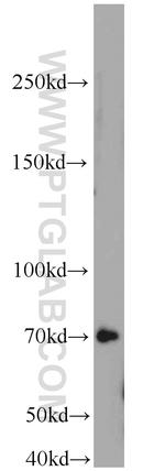 E2F4 Antibody in Western Blot (WB)