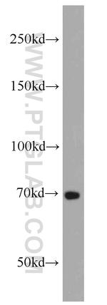 E2F4 Antibody in Western Blot (WB)