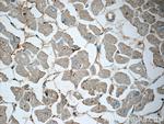 Renin receptor/ATP6AP2 Antibody in Immunohistochemistry (Paraffin) (IHC (P))