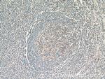 CXCL13/BCA1 Antibody in Immunohistochemistry (Paraffin) (IHC (P))