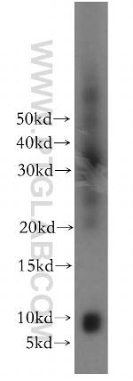 CXCL13/BCA1 Antibody in Western Blot (WB)