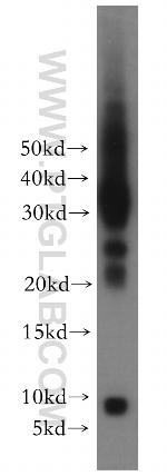 CXCL13/BCA1 Antibody in Western Blot (WB)