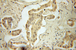 AMPK alpha 1 Antibody in Immunohistochemistry (Paraffin) (IHC (P))