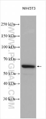 AMPK alpha 1 Antibody in Western Blot (WB)