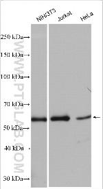 AMPK alpha 1 Antibody in Western Blot (WB)