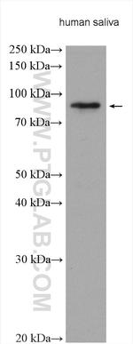 Lactoferrin Antibody in Western Blot (WB)