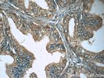 Lactoferrin Antibody in Immunohistochemistry (Paraffin) (IHC (P))