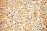 Lactoferrin Antibody in Immunohistochemistry (Paraffin) (IHC (P))