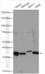 Cyclin D2 Antibody in Western Blot (WB)