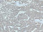 YWHAB Antibody in Immunohistochemistry (Paraffin) (IHC (P))