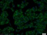 RTN4/NOGO Antibody in Immunocytochemistry (ICC/IF)