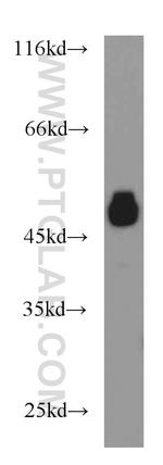 RTN4/NOGO Antibody in Western Blot (WB)