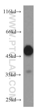 RTN4/NOGO Antibody in Western Blot (WB)