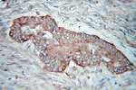 PDHX Antibody in Immunohistochemistry (Paraffin) (IHC (P))