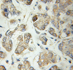 Secretogranin III Antibody in Immunohistochemistry (Paraffin) (IHC (P))