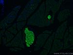 Secretogranin III Antibody in Immunohistochemistry (PFA fixed) (IHC (PFA))