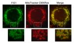 FIS1 Antibody in Immunocytochemistry (ICC/IF)