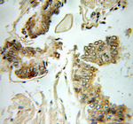 FIS1 Antibody in Immunohistochemistry (Paraffin) (IHC (P))