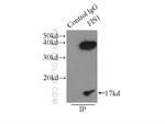 FIS1 Antibody in Immunoprecipitation (IP)