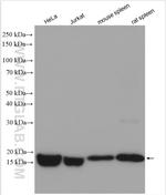 FIS1 Antibody in Western Blot (WB)