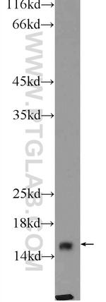 FIS1 Antibody in Western Blot (WB)