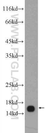 FIS1 Antibody in Western Blot (WB)