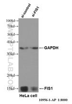 FIS1 Antibody in Western Blot (WB)