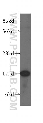 FIS1 Antibody in Western Blot (WB)