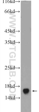 FIS1 Antibody in Western Blot (WB)