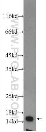 FIS1 Antibody in Western Blot (WB)