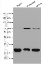 ACOX1 Antibody in Western Blot (WB)