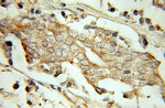 PSMG2 Antibody in Immunohistochemistry (Paraffin) (IHC (P))