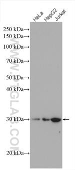 PSMG2 Antibody in Western Blot (WB)