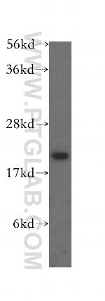 ARL3 Antibody in Western Blot (WB)