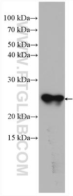 ARL3 Antibody in Western Blot (WB)