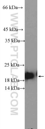 ARL3 Antibody in Western Blot (WB)